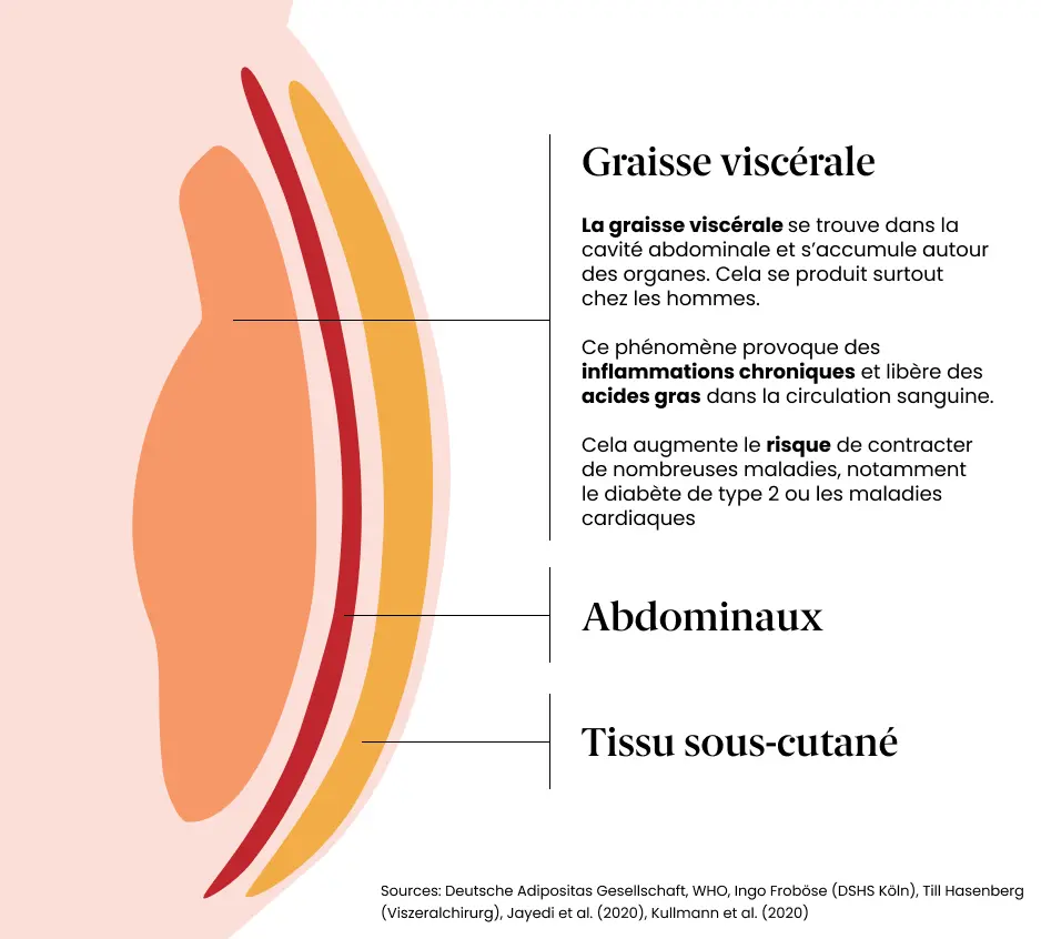Graisse Viscerale